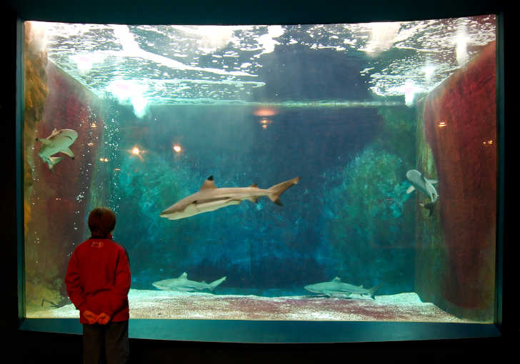 Aquarium-Museum Luik